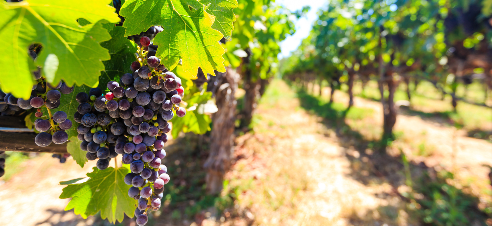 Financial Services for Wineries and Vineyards